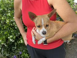 Found/Stray Male Dog last seen NE 9th Ave. and 6th St. Pompano Beach, Pompano Beach, FL 33060