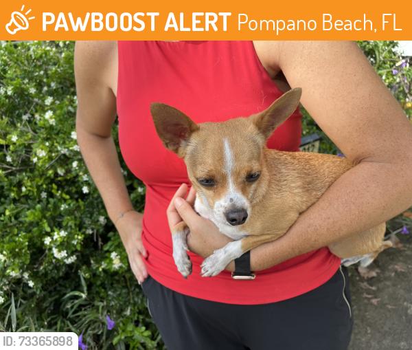 Found/Stray Male Dog last seen NE 9th Ave. and 6th St. Pompano Beach, Pompano Beach, FL 33060