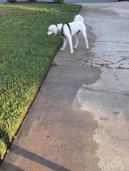 Reunited Female Dog last seen Holden, Edgewood, FL 32839