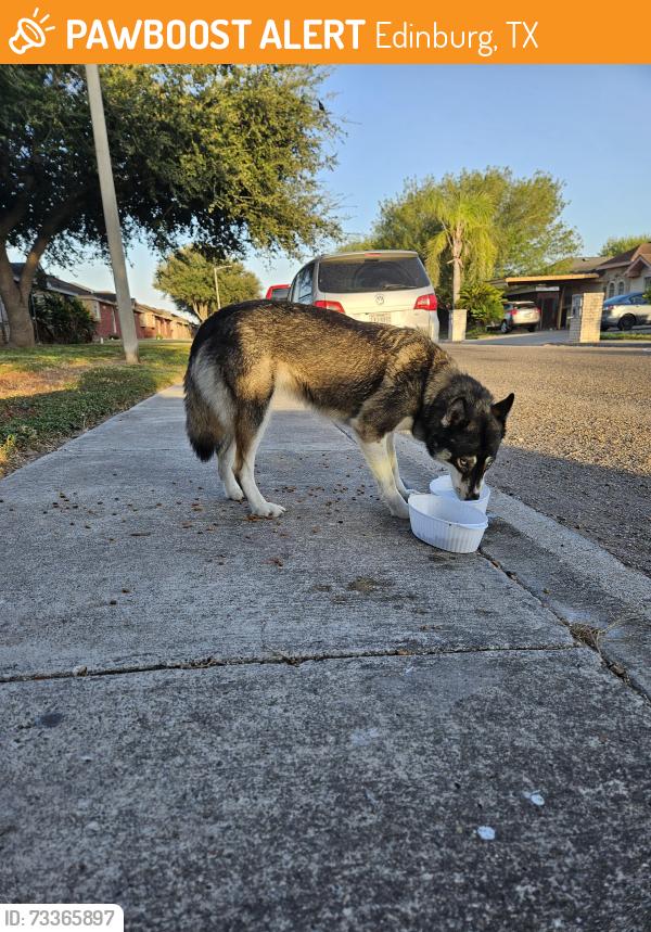 Found/Stray Unknown Dog last seen Hwy 107, Edinburg, TX 78541
