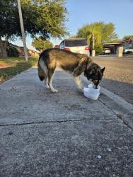 Found/Stray Unknown Dog last seen Hwy 107, Edinburg, TX 78541