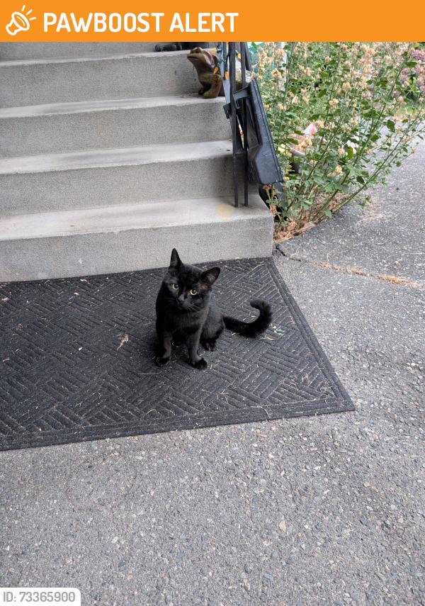 Found/Stray Unknown Cat last seen Canadian Computers, Westwood, save on foods, Mr pets, Port Coquitlam, BC V3B 2B7