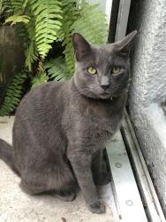 Lost Female Cat last seen Between Bird & Trapp, Miami, FL 33133