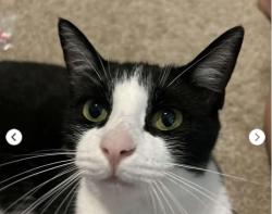Lost Female Cat last seen Renissance Dr, Amherst, NY 14221