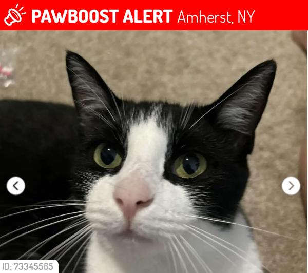 Lost Female Cat last seen Renissance Dr, Amherst, NY 14221