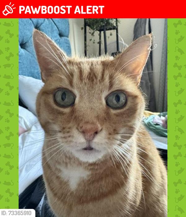 Lost Male Cat last seen Kentish Town, Greater London, England NW5 3DA