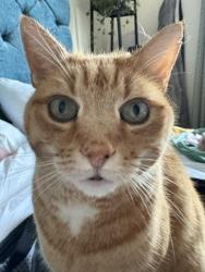 Lost Male Cat last seen Kentish Town, Greater London, England NW5 3DA