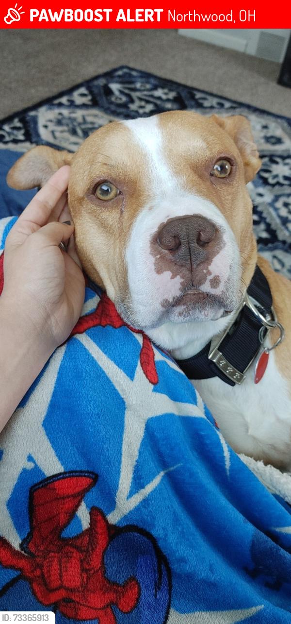 Lost Male Dog last seen Starr ave, Northwood, OH 43605
