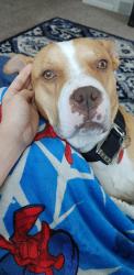 Lost Male Dog last seen Starr ave, Northwood, OH 43605
