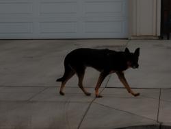 Found/Stray Unknown Dog last seen Ashlan and grantland, Fresno, CA 93723