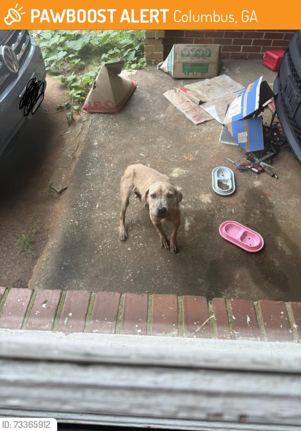 Found/Stray Unknown Dog last seen Benning Hills school, Columbus, GA 31903