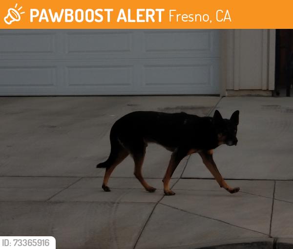Found/Stray Unknown Dog last seen Ashlan and grantland, Fresno, CA 93723