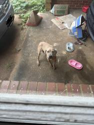 Found/Stray Unknown Dog last seen Benning Hills school, Columbus, GA 31903