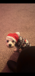 Lost Female Dog last seen Bucceez, Murfreesboro, TN 37127