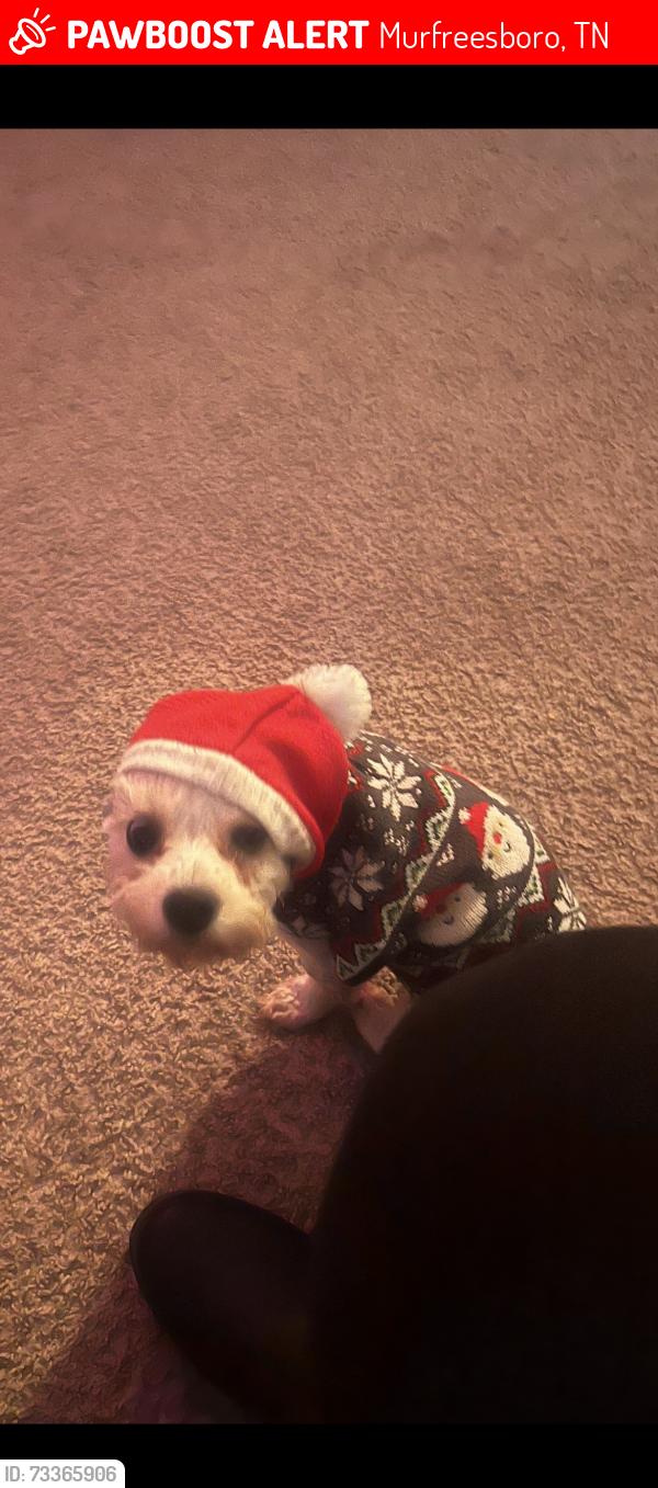 Lost Female Dog last seen Bucceez, Murfreesboro, TN 37127