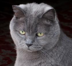 Lost Male Cat last seen SE Nehalem St & SE 11th Ave, Portland, OR 97202