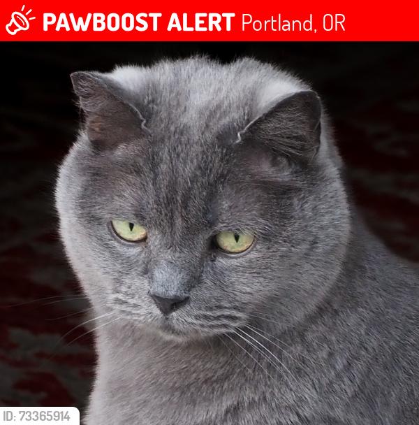 Lost Male Cat last seen SE Nehalem St & SE 11th Ave, Portland, OR 97202