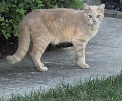 Found/Stray Unknown Cat last seen Travis Ln / Jason Ave, Franklin, IN 46131