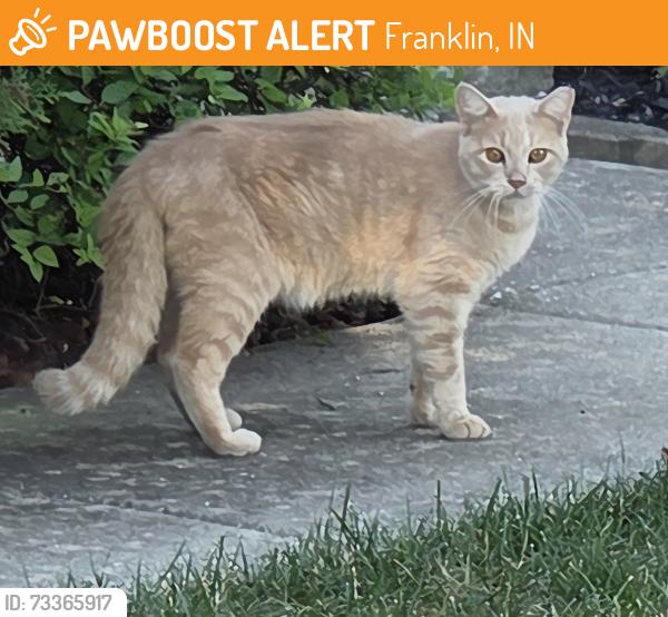 Found/Stray Unknown Cat last seen Travis Ln / Jason Ave, Franklin, IN 46131