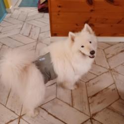 Lost Male Dog last seen Adial Rd, Faber, VA 22938
