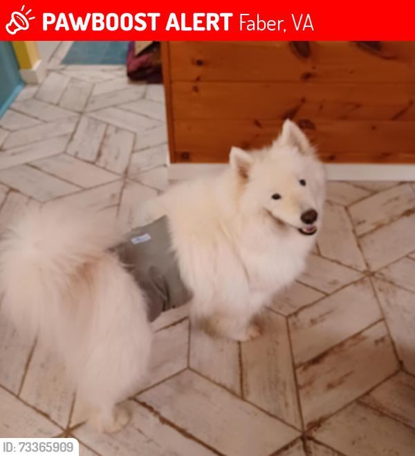 Lost Male Dog last seen Adial Rd, Faber, VA 22938
