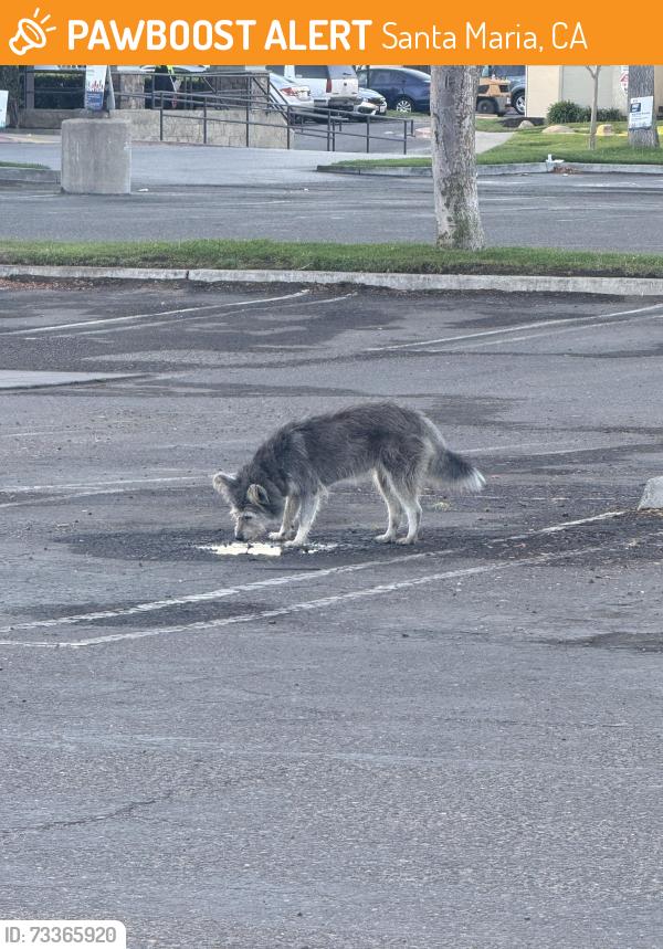 Found/Stray Unknown Dog last seen Foodmaxx and goodwill north Broadway. Brilla dental, Santa Maria, CA 93454