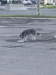 Found/Stray Unknown Dog last seen Foodmaxx and goodwill north Broadway. Brilla dental, Santa Maria, CA 93454