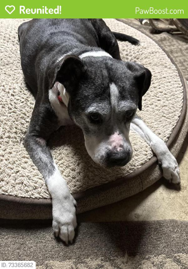 Reunited Female Dog last seen Rt 17, Bealeton, VA 22712
