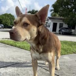 Shelter Stray Male Dog last seen Near BLOCK NW 112TH TER, 3599 NW 79th Ave, Doral, FL 33122, USA
