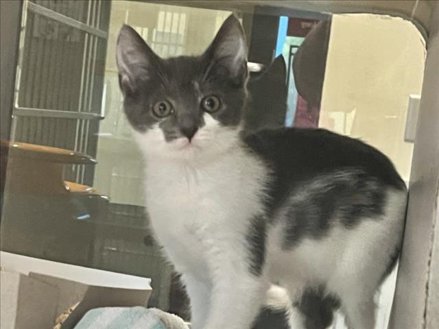 Shelter Stray Female Cat last seen CAMELOT VILLAGE, 1601 Eubanks Rd, Chapel Hill, NC 27516, USA