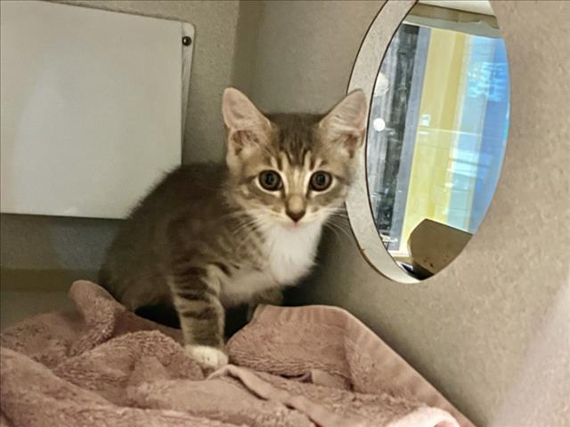 Shelter Stray Female Cat last seen CAMELOT VILLAGE, 1601 Eubanks Rd, Chapel Hill, NC 27516, USA