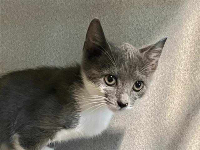 Shelter Stray Female Cat last seen CAMELOT VILLAGE, 1601 Eubanks Rd, Chapel Hill, NC 27516, USA