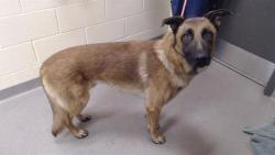 Shelter Stray Male Dog last seen Near BLOCK W BAYAUD AVE, DENVER CO 80223, 1241 W Bayaud Ave, Denver, CO 80223, USA