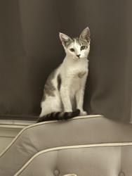 Found/Stray Female Cat last seen Off 11th, Hanford, CA 93230