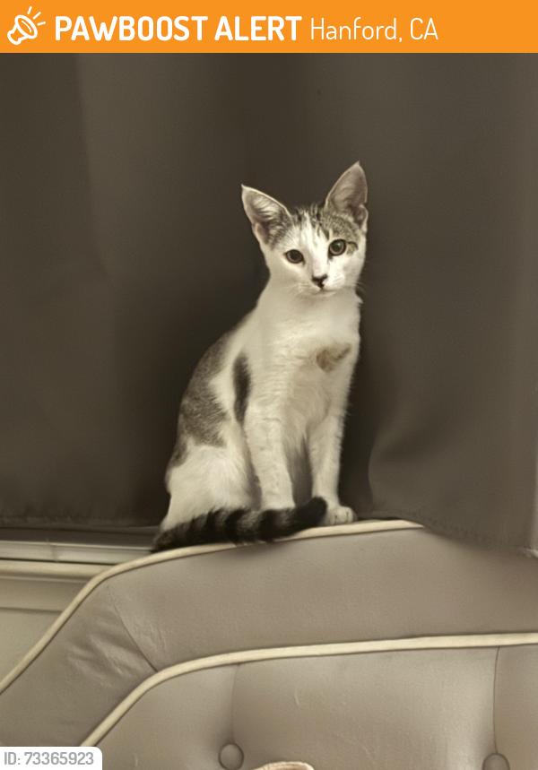 Found/Stray Female Cat last seen Off 11th, Hanford, CA 93230