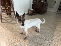 Found/Stray Female Dog last seen Ibis Ave and Ludlam drive, Miami-Dade County, FL 33143