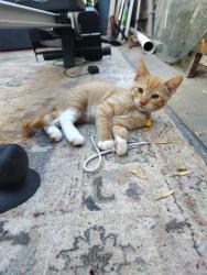 Lost Male Cat last seen Frobisher street, approximately 6am, San Diego, CA 92126