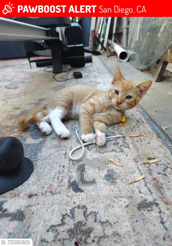 Lost Male Cat last seen Frobisher street, approximately 6am, San Diego, CA 92126
