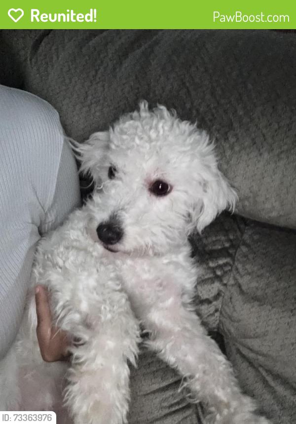 Reunited Female Dog last seen Rollingridge Ln & Brookview Dr, Garland, TX 75043