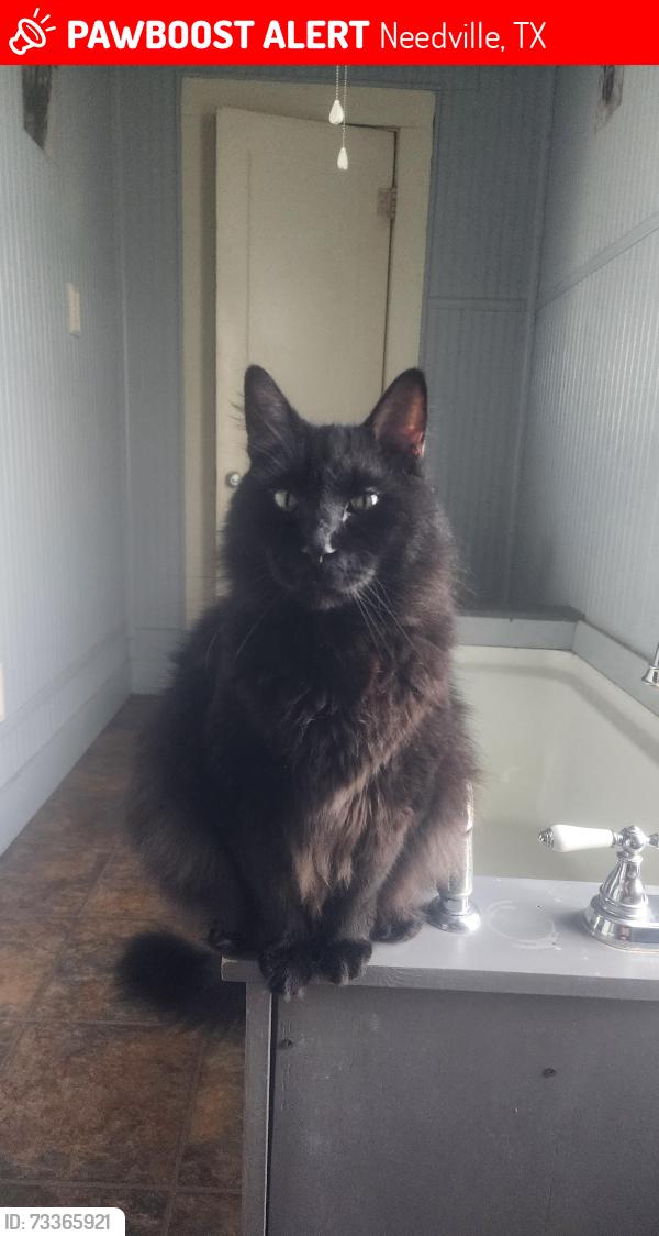 Lost Male Cat last seen Hwy 36, Needville, TX 77461