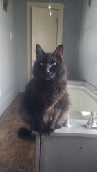 Lost Male Cat last seen Hwy 36, Needville, TX 77461