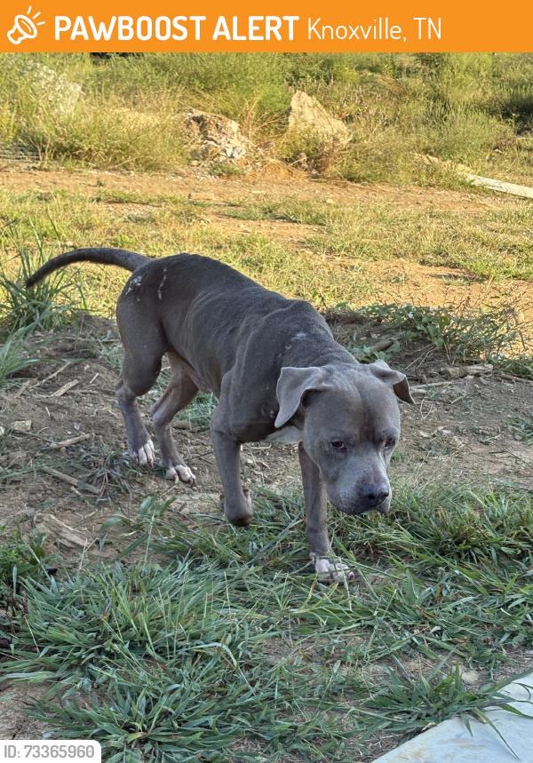 Found/Stray Male Dog last seen Near mcnutt, Knoxville, TN 37920