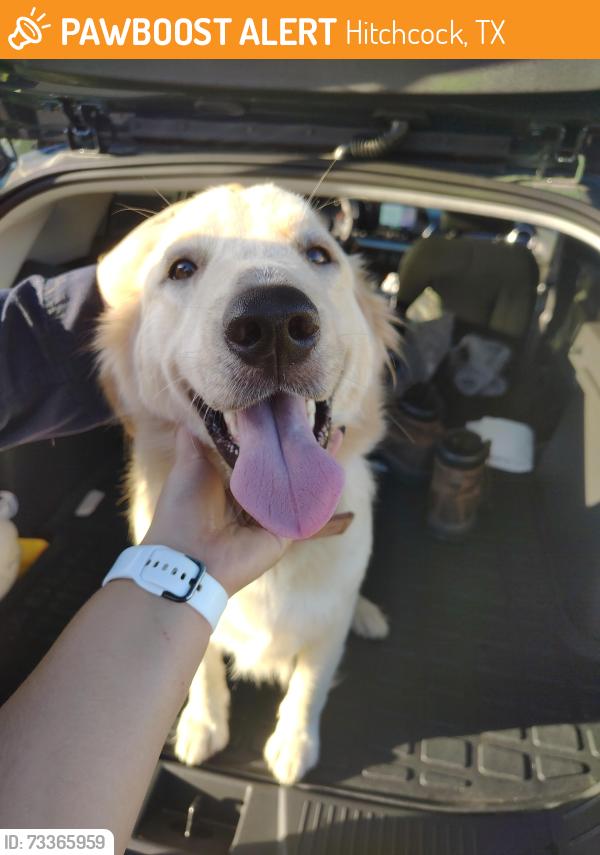 Found/Stray Female Dog last seen Off of Robinson road in Hitchcock, Hitchcock, TX 77563