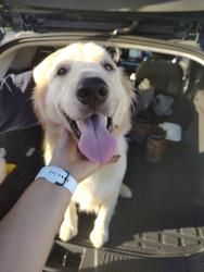 Found/Stray Female Dog last seen Off of Robinson road in Hitchcock, Hitchcock, TX 77563