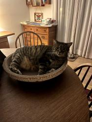 Reunited Female Cat last seen Colibri Lane, Carlsbad, Carlsbad, CA 92009