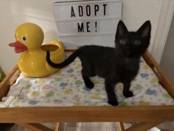 Shelter Stray Male Cat last seen E. Camelot Pl, Hernando, FL, 4030 S Airport Rd, Inverness, FL 34450, USA