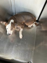 Shelter Stray Male Dog last seen Near Harness Cir, North District, TX, 355 Hillshire Dr, Haslet, TX 76052, USA
