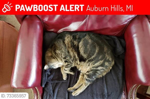 Lost Male Cat last seen At what was at the time istorage by the suburban hotel off crooks, Auburn Hills, MI 48326