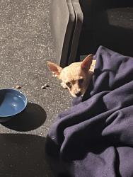 Found/Stray Unknown Dog last seen Willow and Palo Verde, Long Beach, CA 90815
