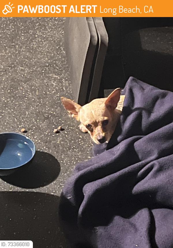 Found/Stray Unknown Dog last seen Willow and Palo Verde, Long Beach, CA 90815